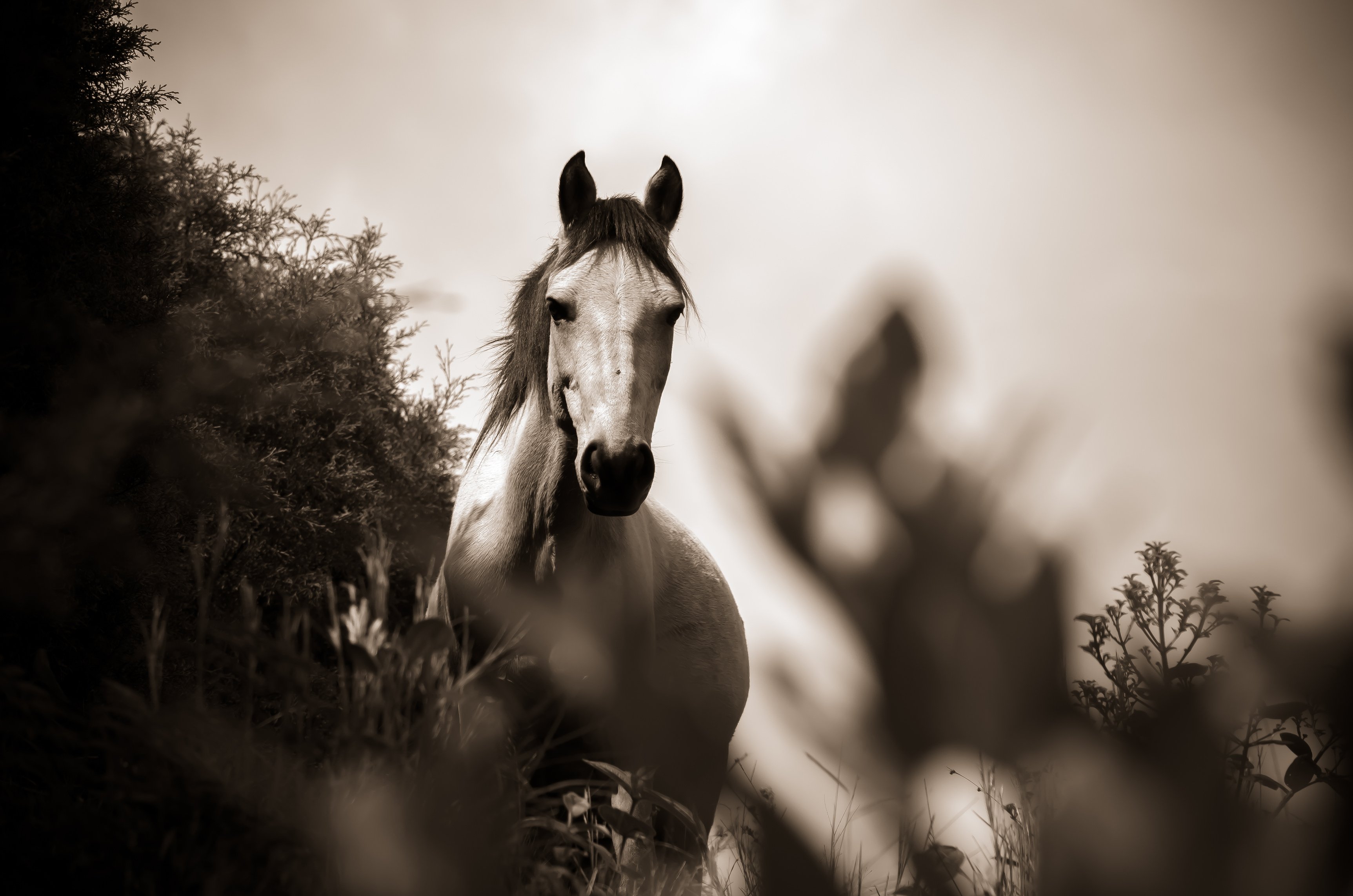 Grayscale Photo of Horse